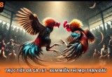 Trực Tiếp Đá Gà 167 - Xem Miễn Phí Mọi Trận Đấu
